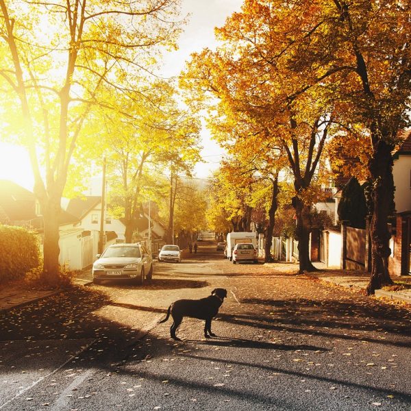 Hund på vej Beliggenhed byggegrund hus Danmark DK bo i villakvarter